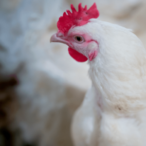 Producto Guano de Gallina