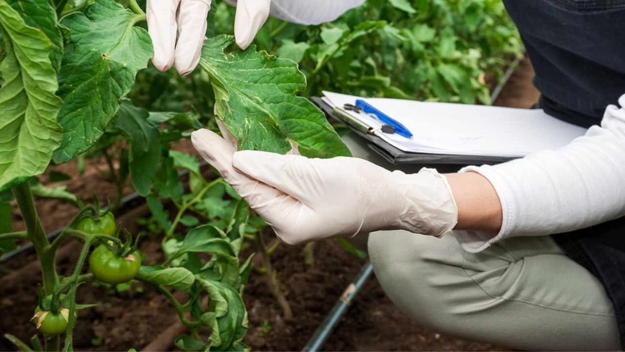 enfermedades agronomia