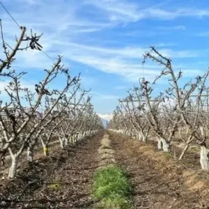 BioLight Revolution Pro