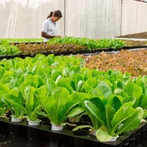 Quantum Stress Defense